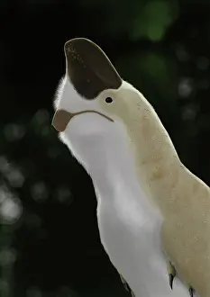 Oviraptorid: Oviraptor mongoliensis portrait