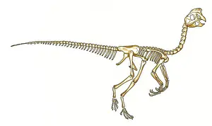 Konopelko: Oviraptor skeleton
