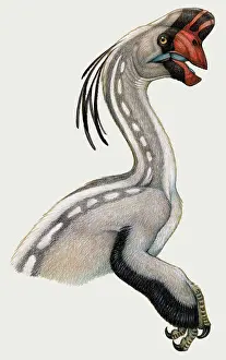 Oviraptorid: Oviraptor, a small dinosaur that lived during the ?