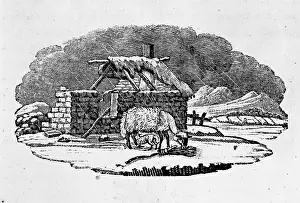 Bookplate: Ovis aries, sheep