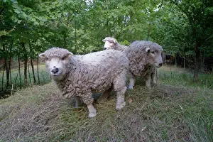 Ovis: Ovis aries, sheep