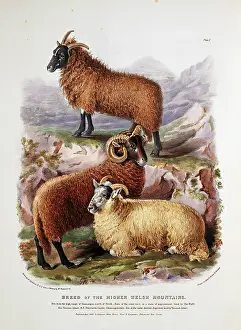 1786 1859: Ovis aries, sheep