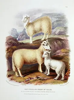 1786 1859: Ovis aries, sheep