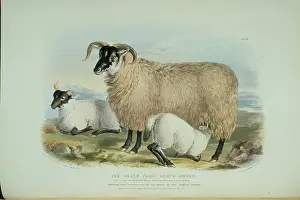 1786 1859: Ovis aries, sheep
