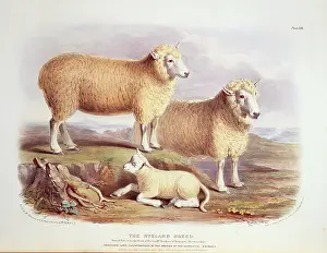 1786 1859: Ovis aries, sheep