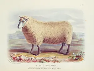 1786 1859: Ovis aries, sheep