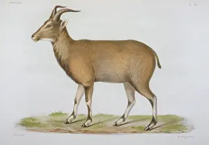 Ovis: Ovis nahoor