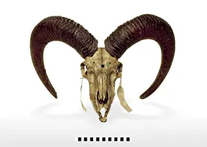 Ladakh: Ovis vignei vignei, Ladakh urial