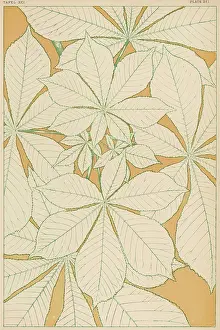 Traced: OWEN JONES FLOWERS 91