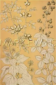 Traced: OWEN JONES FLOWERS 96