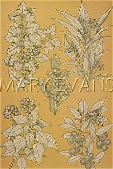 Traced: OWEN JONES FLOWERS 97