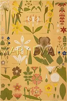 Harebell: OWEN JONES FLOWERS 98