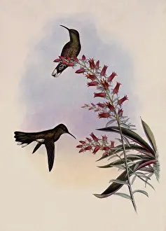 Roberti: Owen's Sabre-Wing, Campylopterus Roberti
