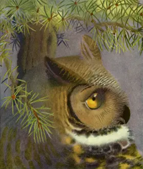 Dangle: Owl