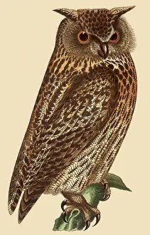 Frisch: Owl