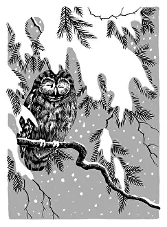 Samaraweera: Owl asleep on a snowy branch