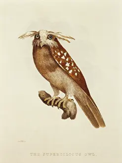 Supercilious: Owl - Bird - Animal - Nature