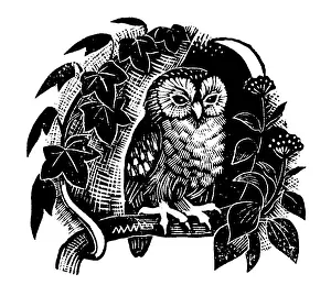 Illustrating: Owl on a branch with ivy