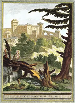 Looms: Owl on Fallen Tree