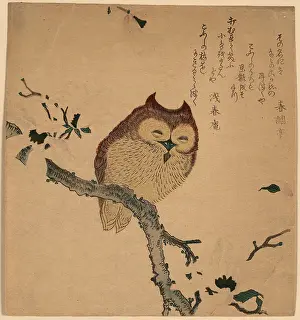 Embossed: Owl and magnolia