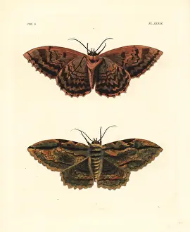 Zenobia: Owl moth, Thysania zenobia