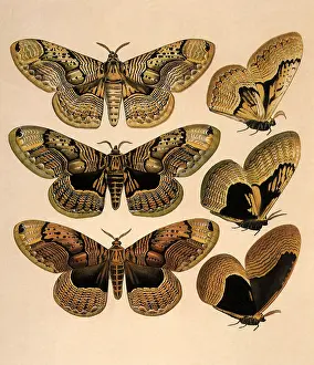 Collectively: Owl Moths