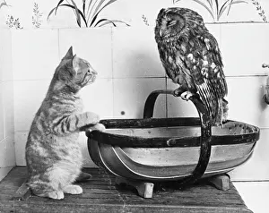 Trug: OWL & THE PUSSYCAT