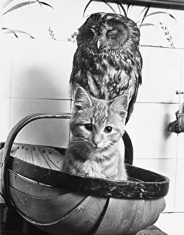 Trug: OWL & THE PUSSYCAT