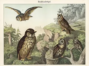 Naturgeschichte Des Tierreichs: Owl species