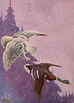 Seems: Owl Stalks Mallard