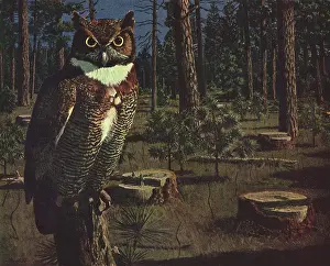Stumps: Owl and Tree Stumps