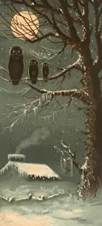 Trio: Owl Trio on Frozen Tree