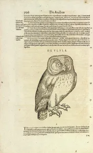 Gesner: Owl De Ulula