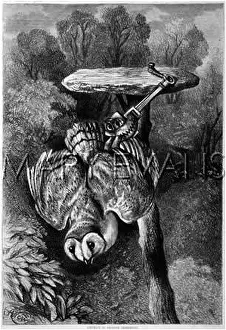 Gamebirds: OWL IN VERMIN TRAP