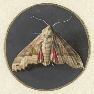Segmented: Owlet Moth