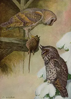 Loft: The Owls