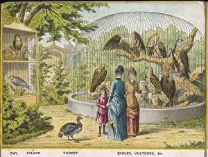 Falcons: OWLS AND FALCONS ZOO