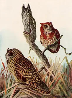 Screech: Owls in Marsh Grass