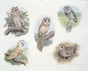 Turvey: Owls multiple