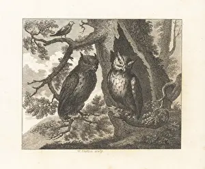 Humility: The Two Owls and the Sparrow