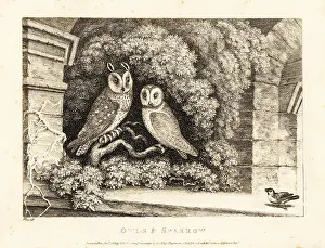 John Gay: Two owls and a sparrow