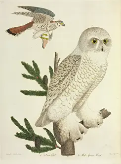 Kestrel: Owls and Sparrow hawk