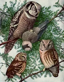 Leafy: Owls in Tree