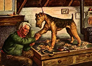 Airedale: Owner Grooms Airedale