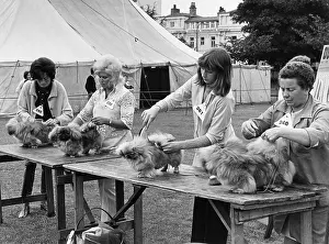 Marquee: Owners and dogs, Manchester Dog Show