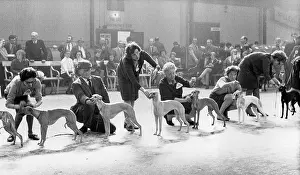 Whippet: Owners, judges and dogs at a dog show