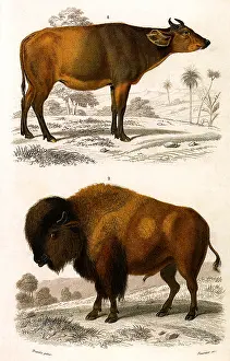 Prairie: An Ox and a Bison