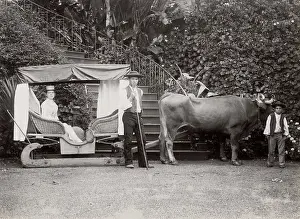 Bovine: Ox drawn sledge, Madeira, Portugal
