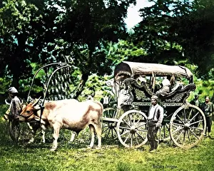 Turk: Ox-drawn Turkish carriage, Turkey