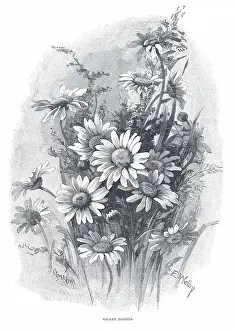 Welby: Ox-Eye Daisies